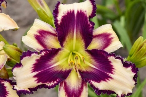 Hemerocallis 'Inscribed on my Heart' New 2025